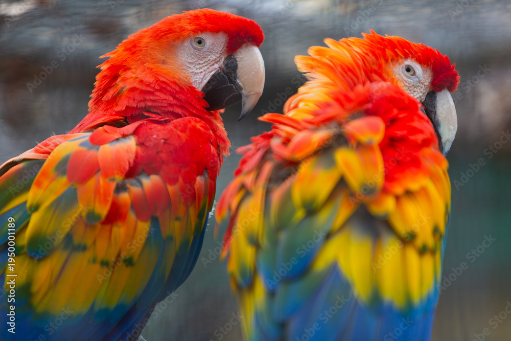 Fototapeta premium Two Scarlet Macaws Close Up