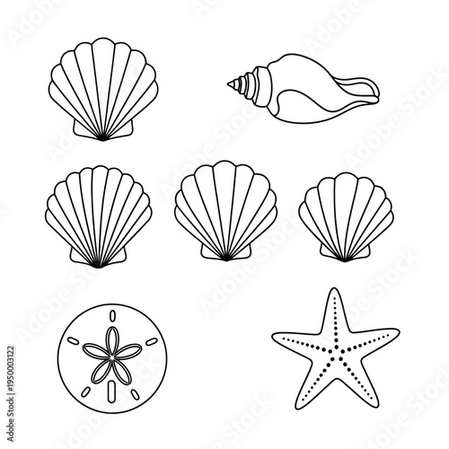 Collection of sea shells and starfish.