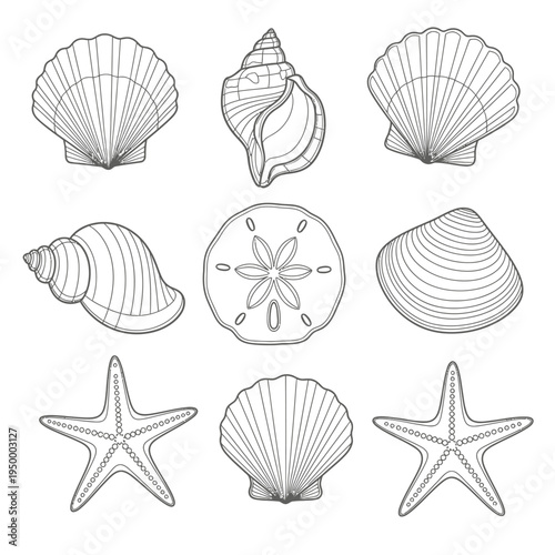 Collection of seashells and starfish.