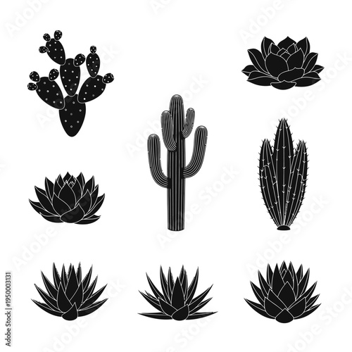 Collection of various cactus plants.