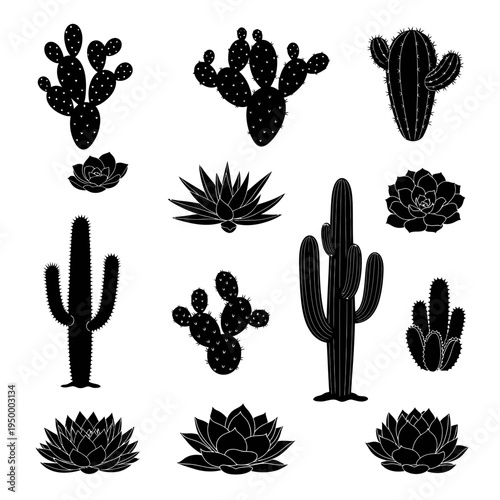 Collection of various cactus plants.