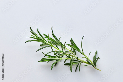 a sprig of rosemary on a gray background