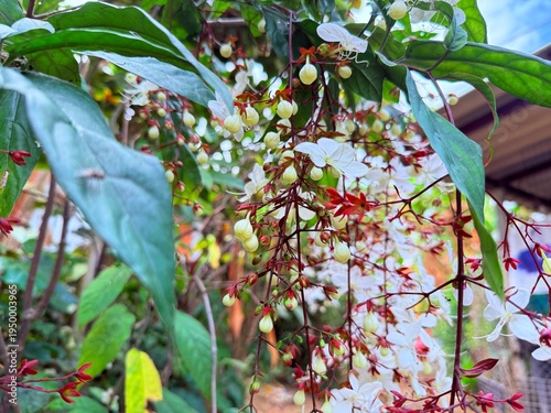 Clerodendrum smithianum in the garden