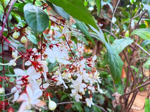 Clerodendrum smithianum in the garden