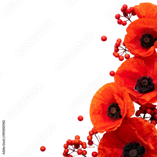 A beautiful macro shot of red poppies in bloom against a white background.