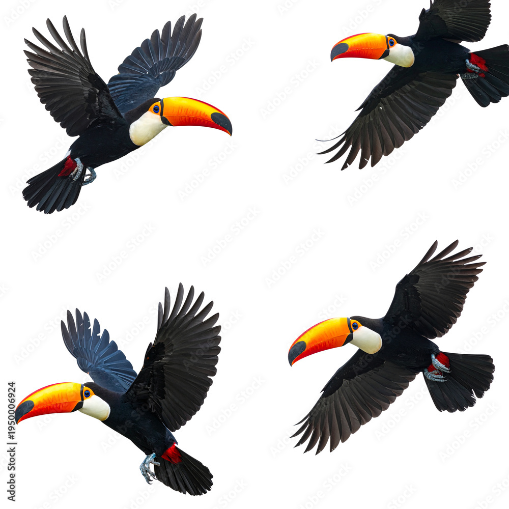 Obraz premium An image of a toucan toco with a bright yellow beak and black feathers against a white background.