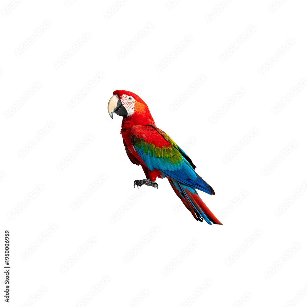 Fototapeta premium The blue and yellow macaw has a bright beak and colorful plumage against a white background.