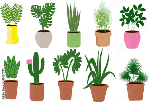Indoor potted plants collection