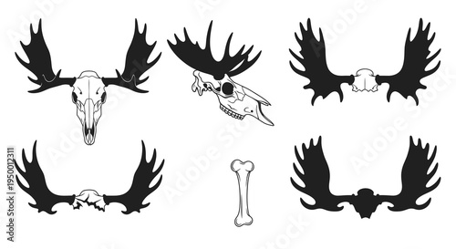 Moose Skull Antlers Vector Set Black and White Line Art Illustration