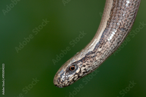 Bilde på lerret Slow Worm (Anguis fragilis)