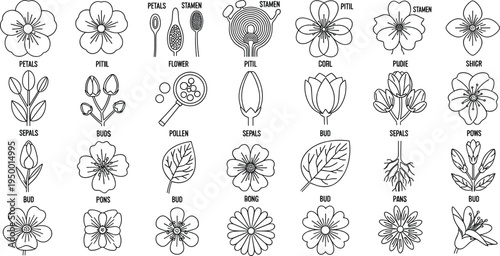 Botanical flower anatomy line icon set with petals stem leaf stamen diagram vector illustration collection