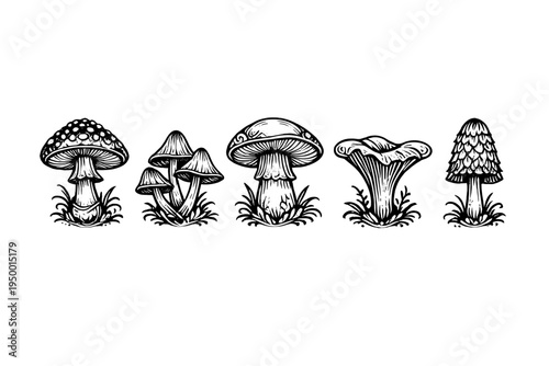 A set of five different mushroom species illustrated in a classic