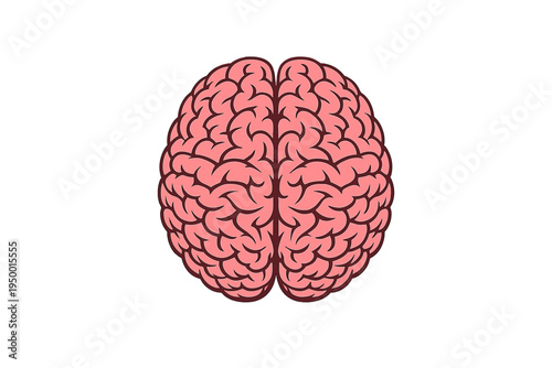 This vector art depicts a human brain from a superior view, showing