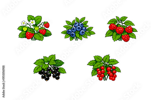 A collection of hand-drawn berry illustrations including
