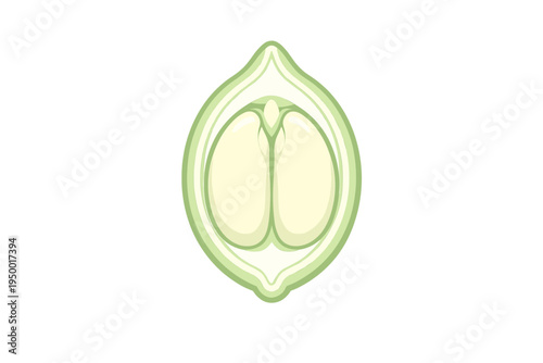 A stylized vector illustration of a seed cross-section, featuring a