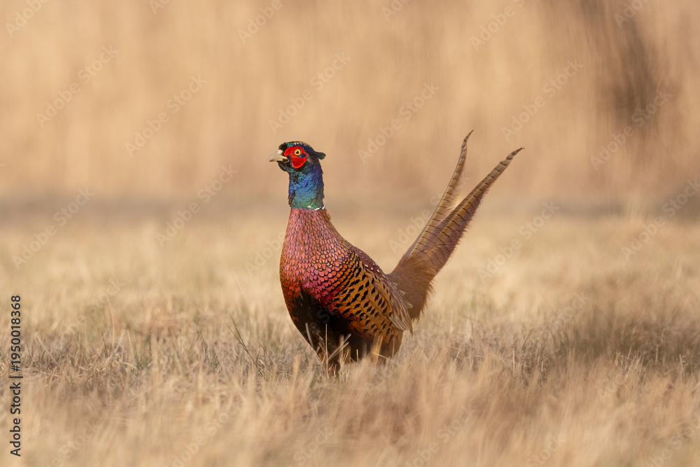 Fototapeta premium Common Pheasant (Phasianus colchicus) Standing in Meadow in Warm Morning Light