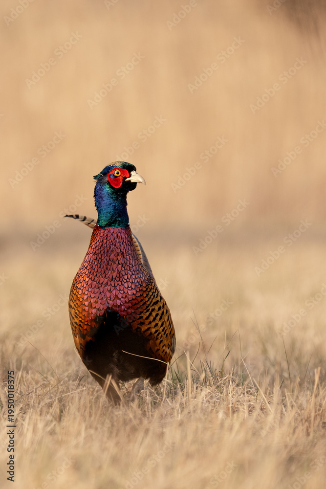 Fototapeta premium Common Pheasant (Phasianus colchicus) Standing in Meadow in Warm Morning Light