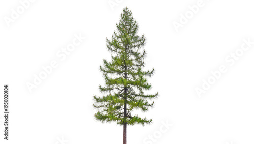 Tableau sur toile Isolated vibrant green larch or pine tree with slender trunk and lush branches f