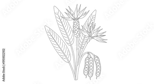 Detailed botanical illustration of a plant with leaves and seed pods.