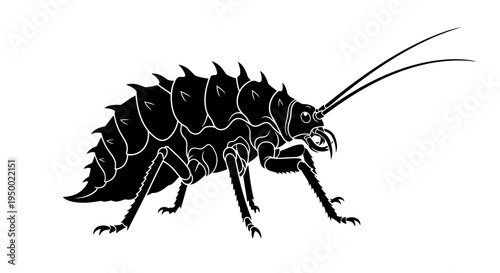A black and white illustration of a weta insect with distinctive spiky body and long antennae.
