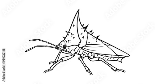 A detailed black and white drawing of a spiky insect on a white background.