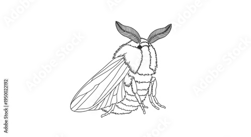 A detailed black and white drawing of a moth with large antennae and wings.