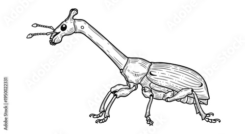 Detailed illustration of a weevil with distinctive elongated neck and antennae.
