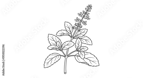 A simple black and white drawing of a basil plant with leaves and flowers.