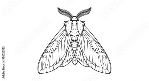 A detailed black and white illustration of a moth with spread wings.