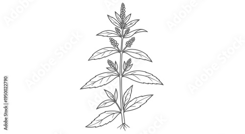 A simple line drawing of a plant with leaves and a stem.