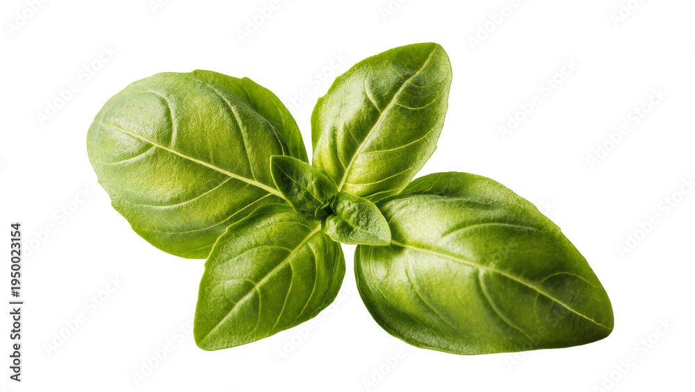 Fototapeta premium Isolated cluster of fresh vibrant green basil leaves, perfect aromatic herb for cooking
