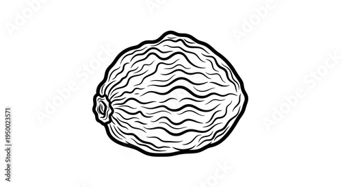 A simple line drawing of a walnut on a white background.