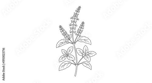 A simple black and white line drawing of a flowering plant with leaves and buds.