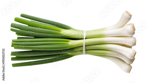 Isolated fresh bunch of green spring onions tied together with a rubber band, healthy ingredient