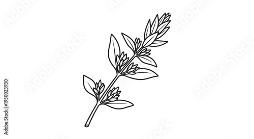 Simple line drawing of a small plant with leaves and buds on a white background