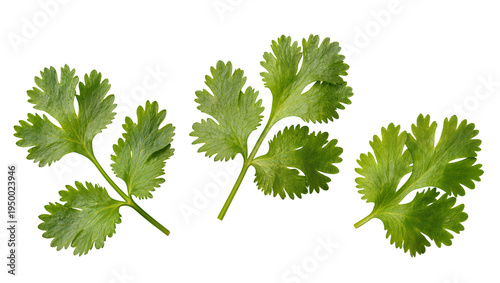 Isolated fresh cilantro leaves, vibrant green coriander herb for cooking, fragrant spice ingredient