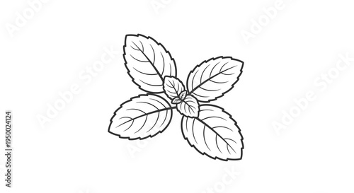A simple line drawing of a four-leafed plant with a central stem.