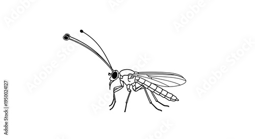 A simple black and white drawing of a small insect with long antennae.