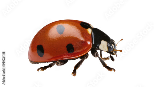 Isolated close-up of a vibrant ladybug or ladybird beetle with red shell and black spots