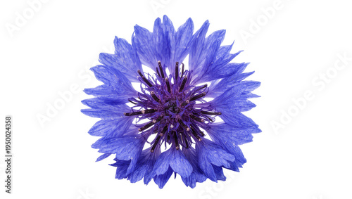 Foto Isolated elegant blue cornflower bloom displaying delicate petals and a vibrant