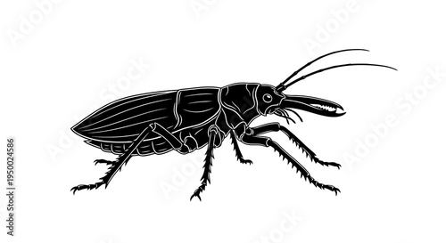 Detailed black and white illustration of a beetle on a white background.