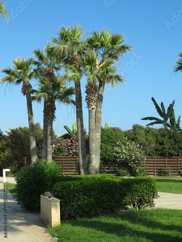 Beautiful landskape, palm trees and sun loungers at luxury resort