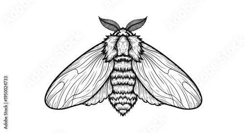 Detailed black and white illustration of a moth with striped body and textured thorax.