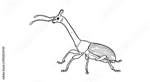 Detailed black and white drawing of a weevil with a long snout and distinct body features.