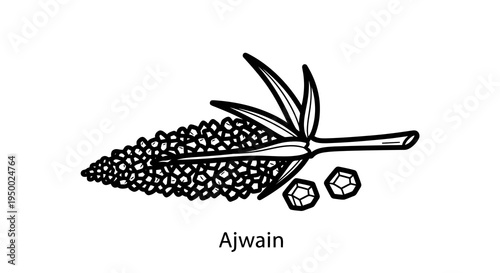 Detailed black and white illustration of ajwain plant with seeds and leaves.