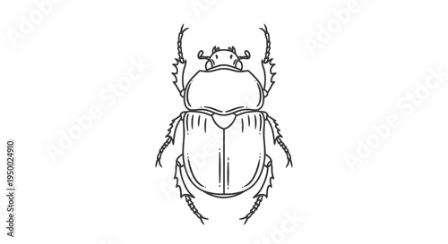 Detailed illustration of a beetle from a top view with distinct features.