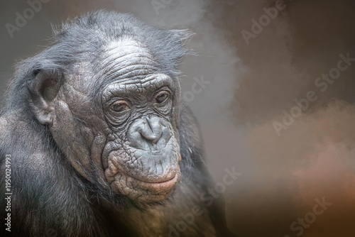 Bonobo primate pensive portrait in misty atmosphere showing wisdom and tranquility with copy space