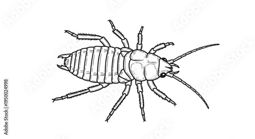 A simple line drawing of an insect with six legs and antennae.