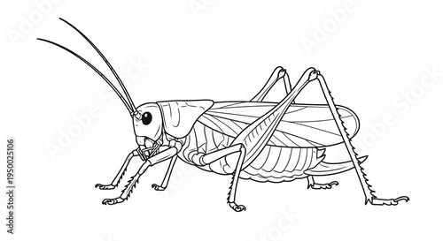 Detailed line drawing of a grasshopper in profile view, showcasing its anatomy.