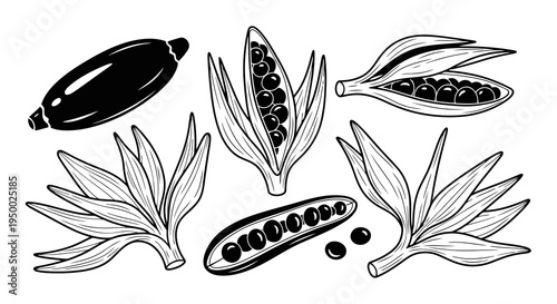Detailed illustration of a plant with seed pods and leaves in various stages of development.